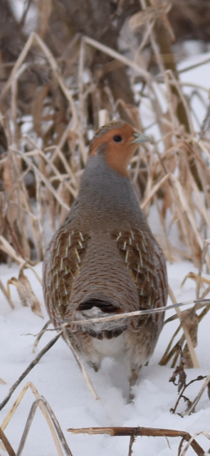 gray partridge.PNG